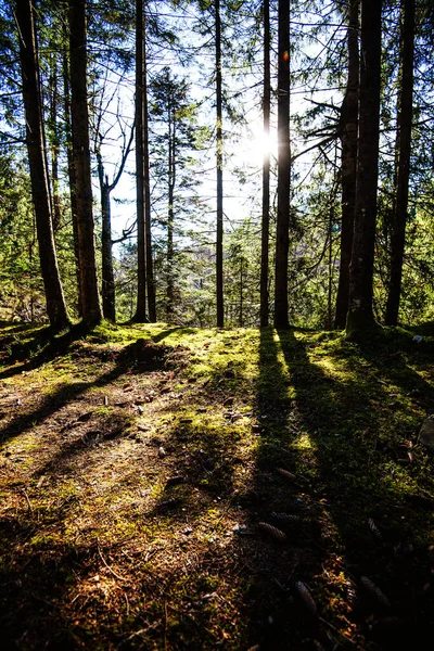 Sonnenaufgang Einem Wunderschönen Wald Den Karpaten Ukraine Europa Landschaft Der — Stockfoto