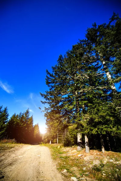 Soluppgång Vacker Skog Karpaterna Ukraina Europa Naturen Med Solljus Skönhet — Stockfoto