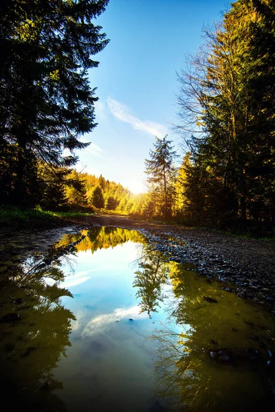 Schöner Wald Den Karpaten Ukraine Europa Landschaft Der Natur Mit — Stockfoto