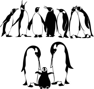 Kral penguen ve imparator penguen silueti resim kuşu farklı pozlar.