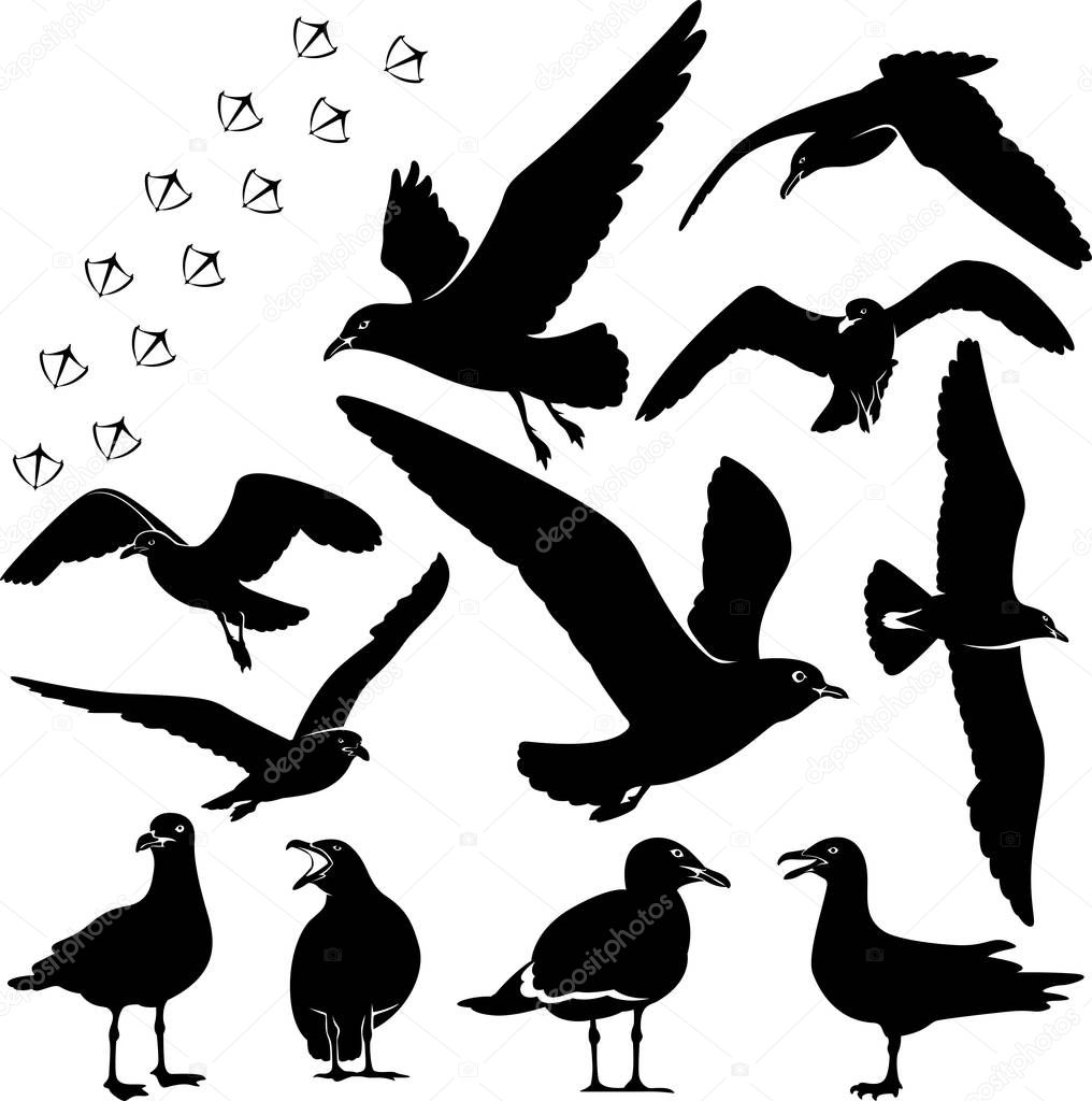Gulls or seagulls silhouette illustration bird different pose set