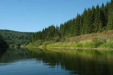 Nehrin kıyısında büyüyen orman