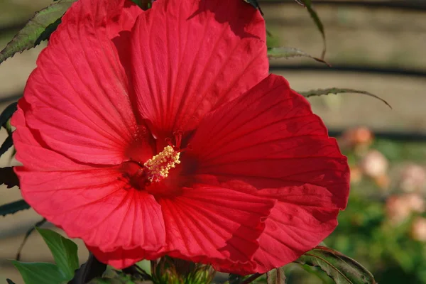 büyük kırmızı hibiscus çiçek