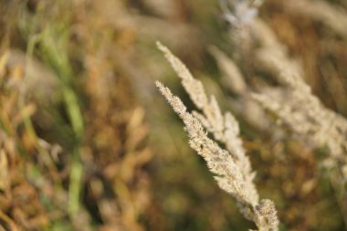  sonbaharda kuru ot alanında