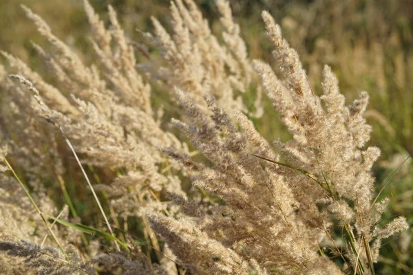  sonbaharda kuru ot alanında