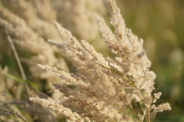  sonbaharda kuru ot alanında