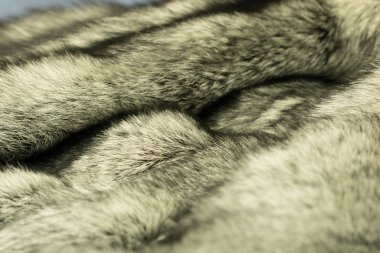 Gümüş tilki kürküne yakın çekim