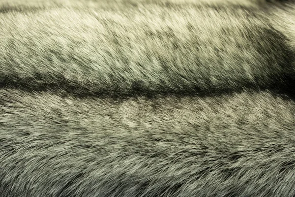 fur silvery black fox