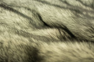 kürk Simli siyah tilki