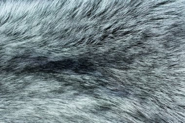 Fox deri, gümüş rengi siyah