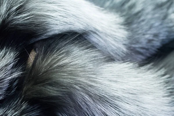 Fox Skóry Srebrzyste Czarna — Zdjęcie stockowe