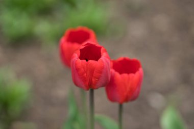 kırmızı lale yerde büyüyen