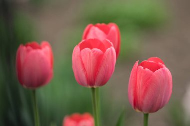 clown schreeuwen kleurenyeşil bir arka plan üzerinde kırmızı lale
