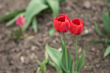 clown schreeuwen kleurenyeşil bir arka plan üzerinde kırmızı lale