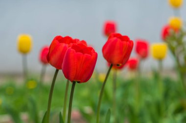 kırmızı lale yerde büyümek