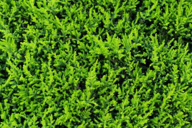 Doğal yeşil arborvitae dokusu dışarıda.