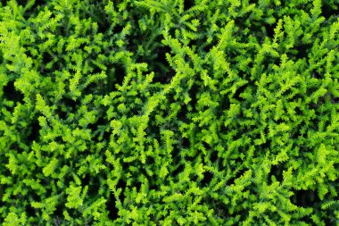 Doğal yeşil arborvitae dokusu dışarıda.