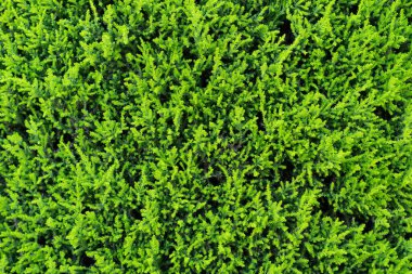 Doğal yeşil arborvitae dokusu dışarıda.