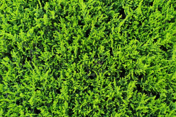 Doğal yeşil arborvitae dokusu dışarıda.