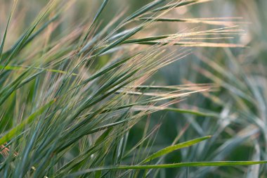 yeşil çimenler tarlada