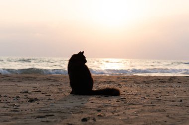 Kara kedi deniz kıyısında oturur