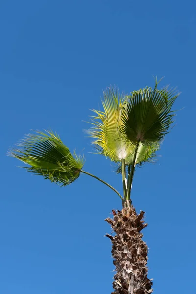 Palma Verde Contro Cielo Blu — Foto Stock