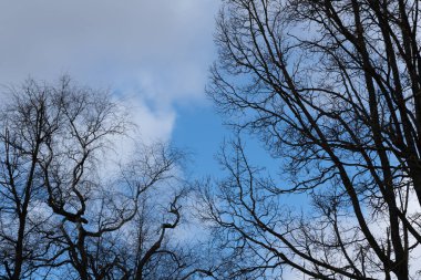 Mavi gökyüzüne karşı siyah ağaçlar
