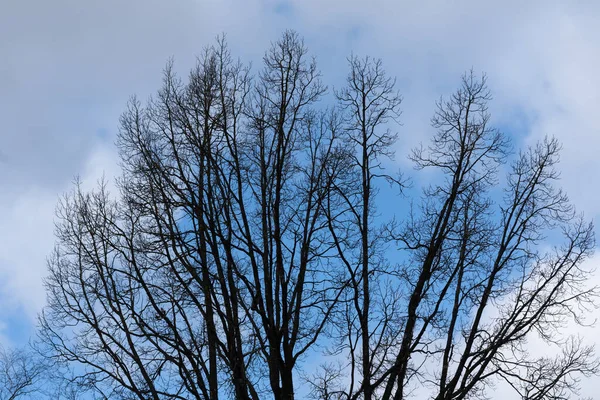 Schwarze Bäume Vor Blauem Himmel — Stockfoto