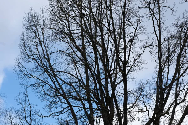 Черные Деревья Фоне Голубого Неба — стоковое фото