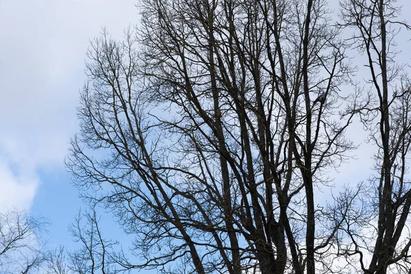 Schwarze Bäume Vor Blauem Himmel — Stockfoto