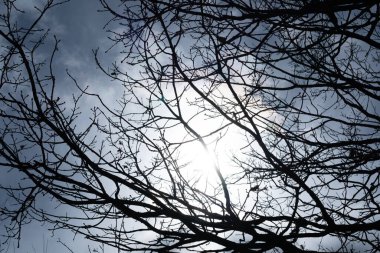 Mavi gökyüzüne karşı siyah ağaç dalları