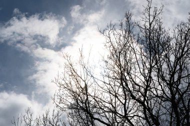 Mavi gökyüzüne karşı siyah ağaç dalları