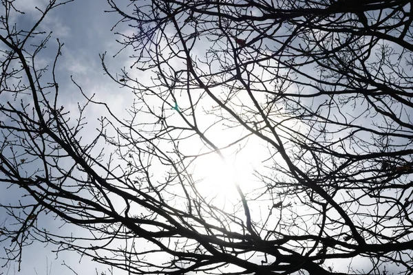 Schwarze Augenlider Von Bäumen Vor Blauem Himmel — Stockfoto