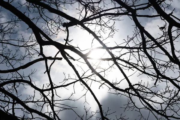 Schwarze Augenlider Von Bäumen Vor Blauem Himmel — Stockfoto