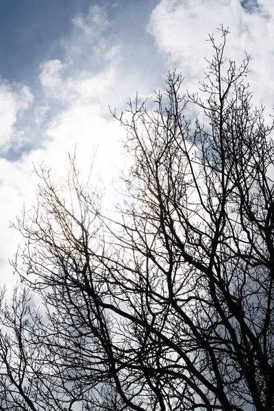 Zwarte Oogleden Van Bomen Tegen Een Blauwe Lucht — Stockfoto