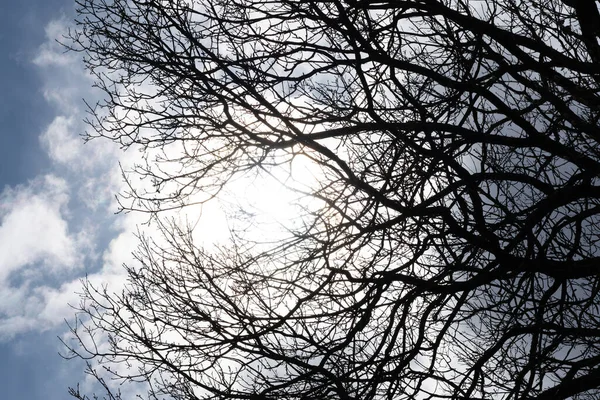 Чорні Повіки Дерев Фоні Блакитного Неба — стокове фото