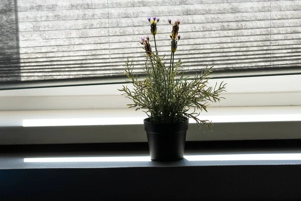 flower pot stands on the window