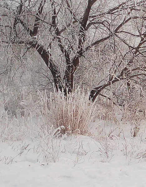 Schneewittchen Baum Schnee Pelzmantel — Stockfoto