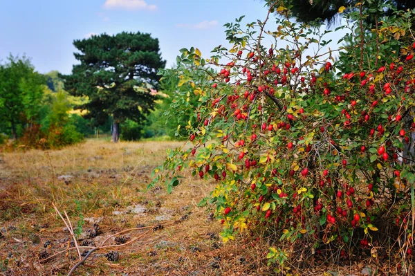 Beautiful autumn landscape with bush hips. Bush with many ripe berries — Stock Photo, Image