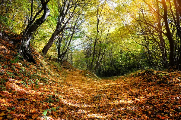 Güneş ışınları ile sonbahar ormandaki güzel gün — Stok fotoğraf