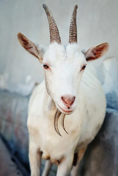 Portrait rapproché d'une chèvre, à l'extérieur dans une cour de la ferme — Photo