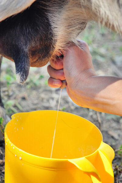 Female farmer milking one of her goats closeup