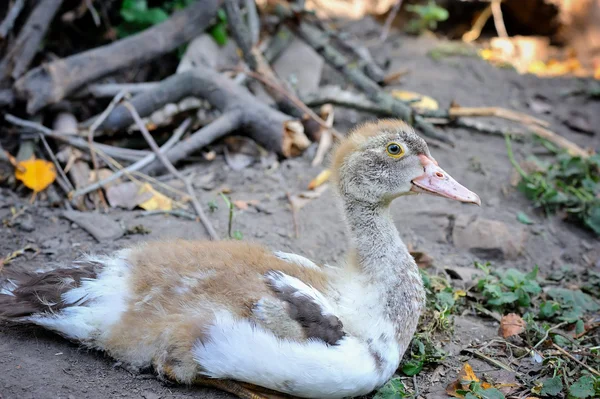 Een jonge eend zit in de binnenplaats van de boerderij — Stockfoto