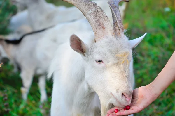 Kornoelje bessen geit eten uit de hand van de boer — Stockfoto