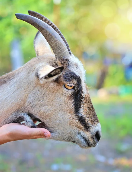 Feche o retrato de uma cabra. Mão de agricultor que acariciou a cabra — Fotografia de Stock