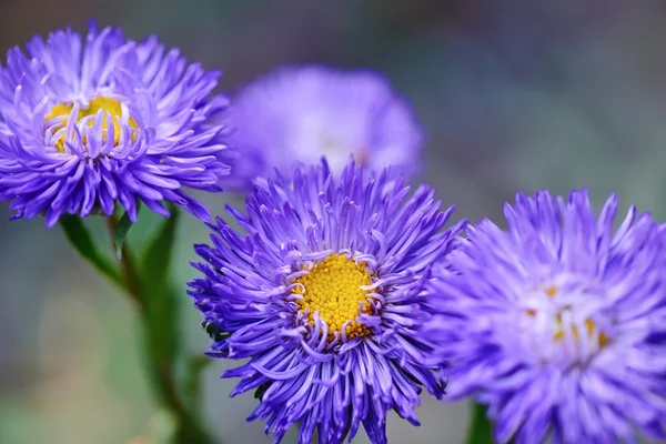 Vacker violett astrar blommar i trädgården — Stockfoto