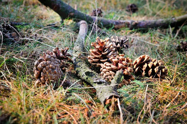 Pine cones on the forest floor with intentional shallow depth of — Stock Photo, Image