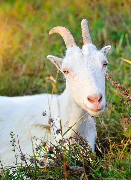 Retrato de uma cabra branca no pasto — Fotografia de Stock