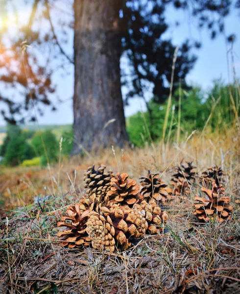 Conos de pino en el suelo del bosque con profundidad de campo superficial intencional —  Fotos de Stock