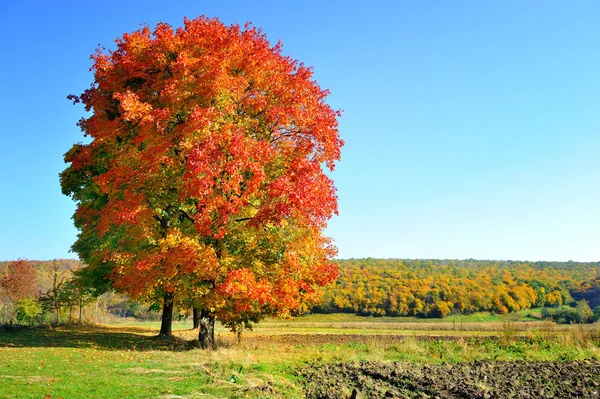 Schöne Herbstlandschaft mit bunten Bäumen. sonniger Tag — Stockfoto